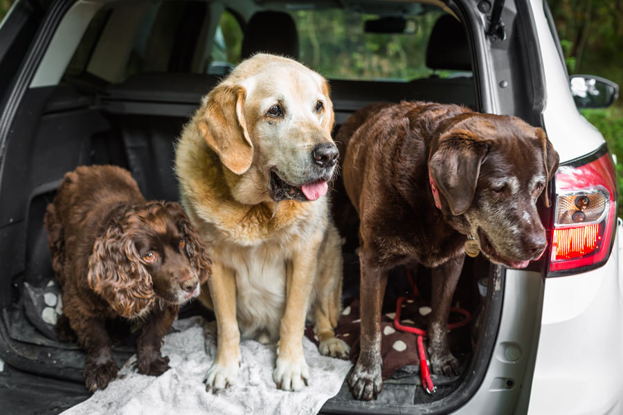 transport-chiens-chats-tahiti